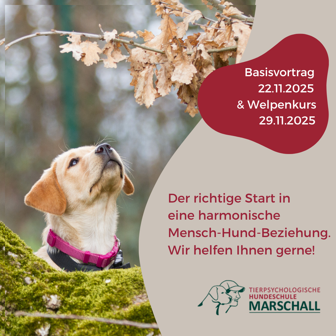 Meta-Ad_Welpenkurs_Hundeschule-Marschall_1zu1