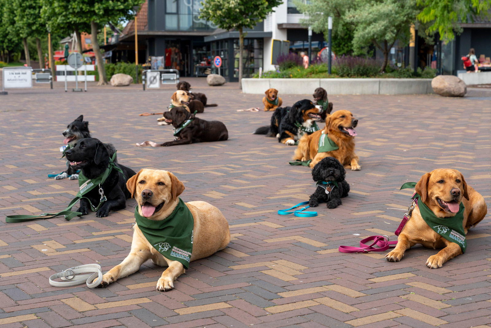 Mehrere Hunde liegen entspannt auf einem gepflasterten Platz und tragen grüne Halstücher während einer Übung der Hundeschule Bad Kreuznach im Außenbereich.