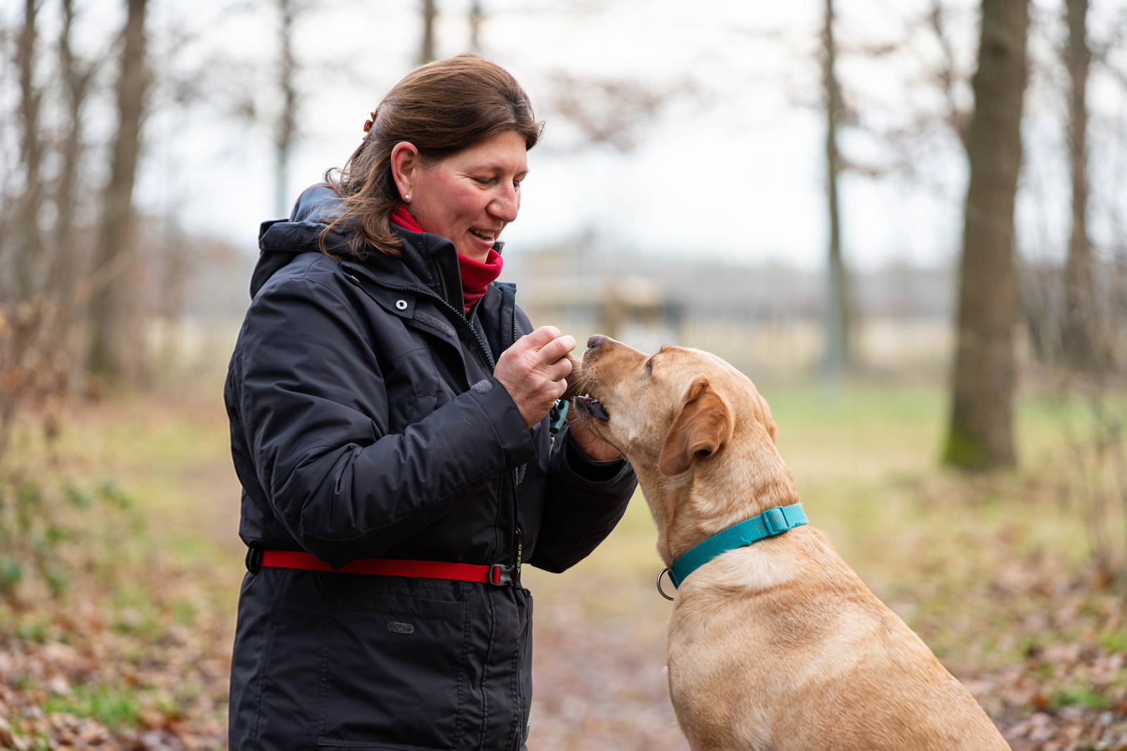 Eine Hundetrainerin belohnt einen Labrador mit einem Leckerli bei einer Trainingseinheit der Hundeschule Bad Kreuznach im herbstlichen Wald.