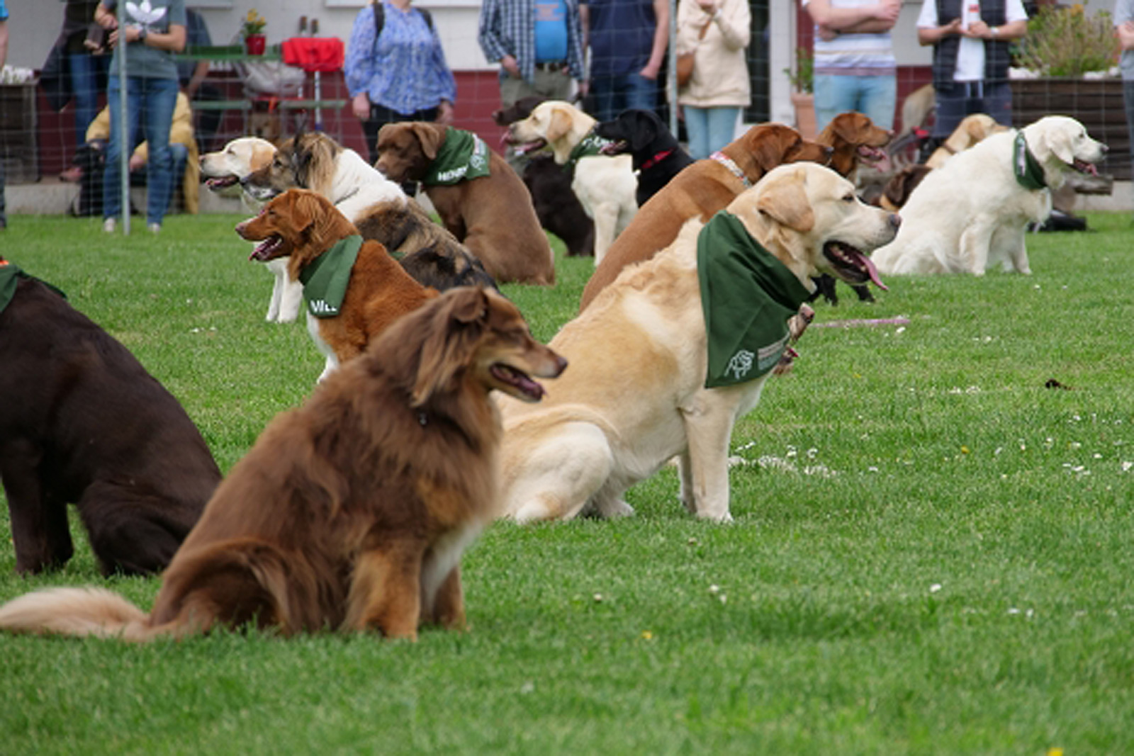 Mehrere Hunde sitzen konzentriert auf einer Wiese während einer Gruppenübung der Hundeschule Bingen, im Hintergrund stehen die teilnehmenden Hundehalter.