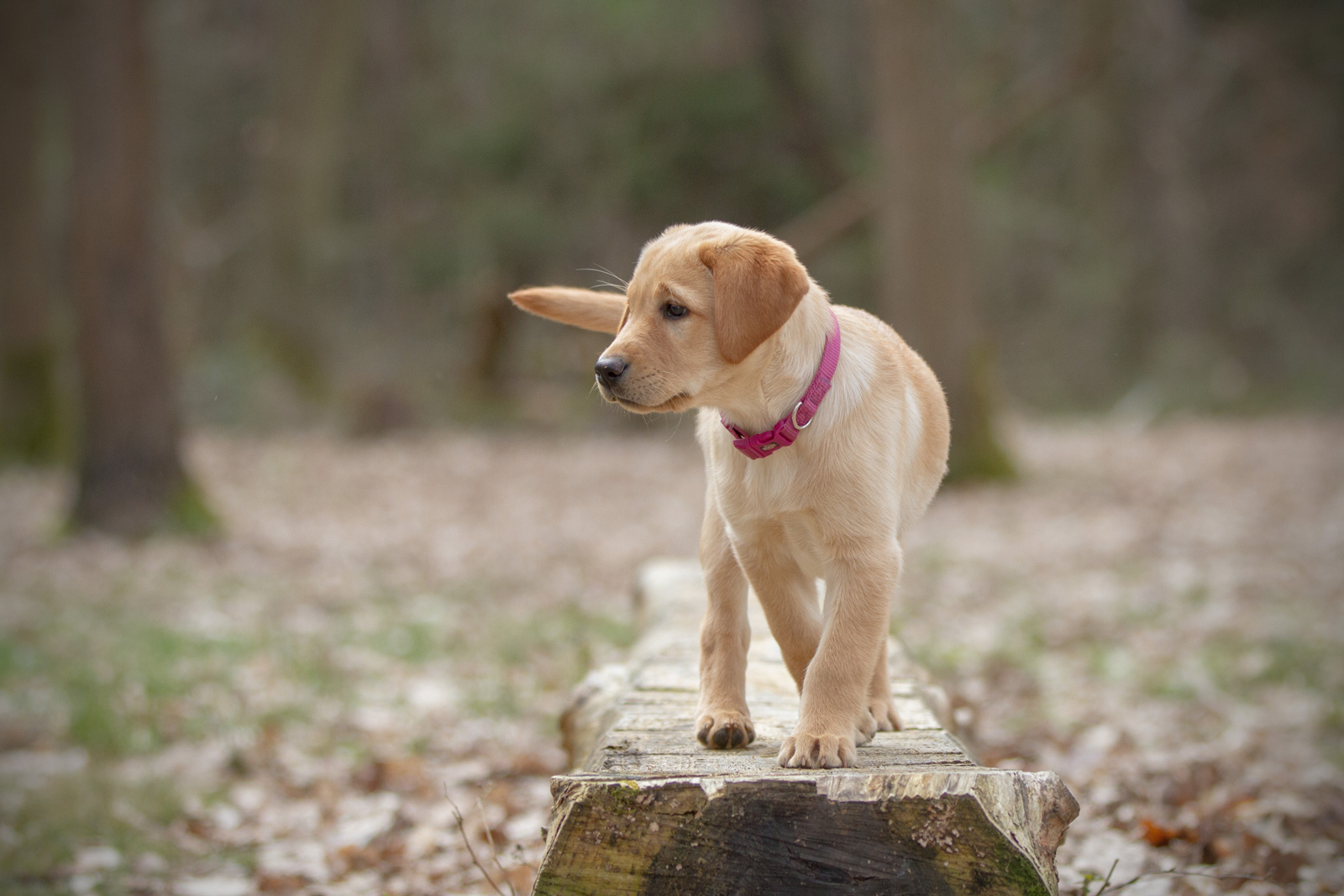 Ein junger Labradorwelpe balanciert aufmerksam über einen Baumstamm während einer Übung im Welpenkurs Bad Kreuznach im Wald.
