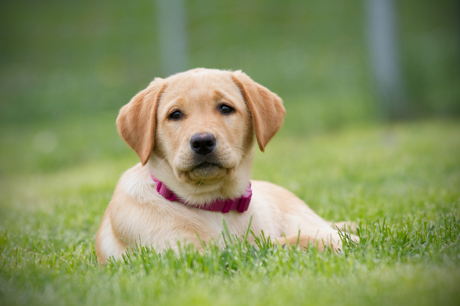 hundeschule-marschall-welpenkurs-bingen-03 Ein junger Labradorwelpe liegt entspannt im Gras und blickt aufmerksam in die Kamera, aufgenommen beim Welpenkurs Bingen.