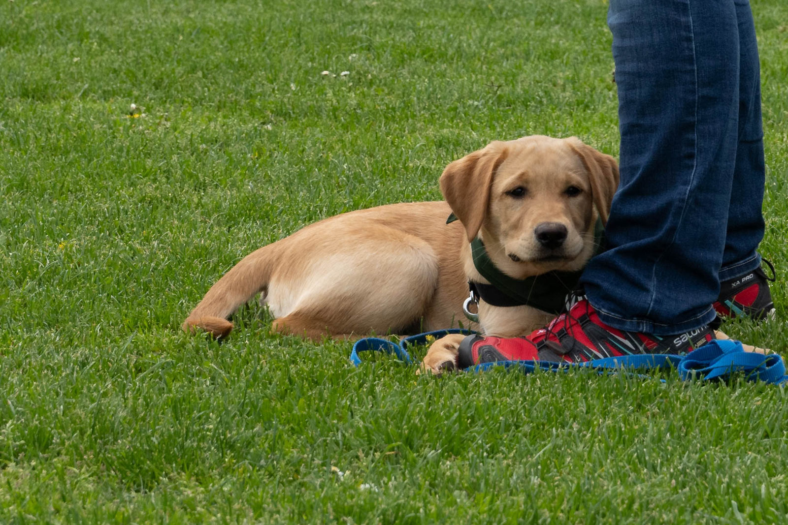Ein junger Labradorwelpe liegt ruhig im Gras neben den Beinen einer Trainerin während des Welpenkurs Ingelheim.