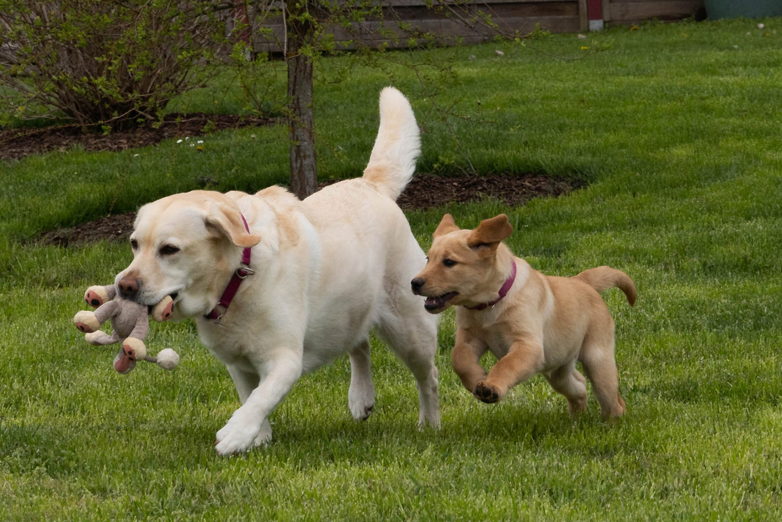 Ein erwachsener Hund läuft spielerisch mit einem Stofftier über eine Wiese, während ein junger Welpe ihm folgt – eine typische Spielsituation im Welpenkurs Ingelheim.