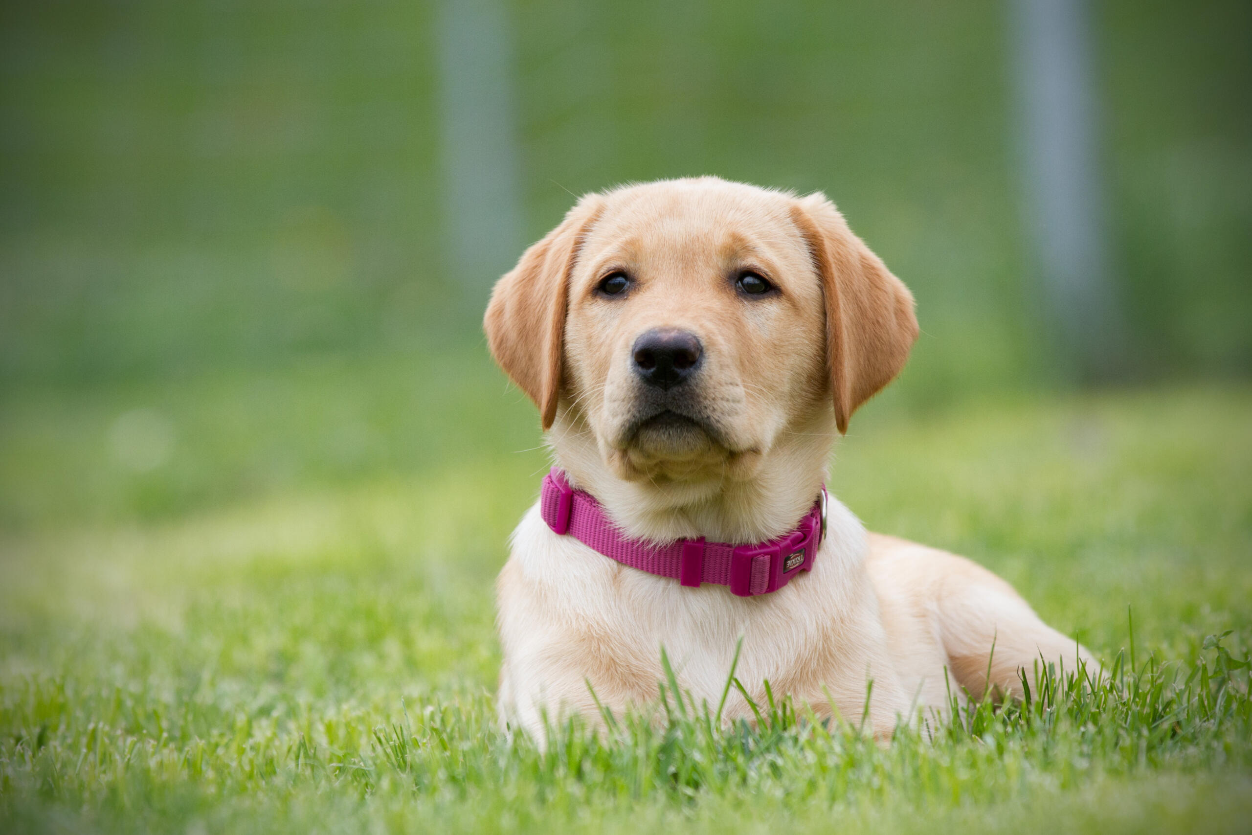Labrador Welpe in der Welpenschule auf einer Wiese liegend