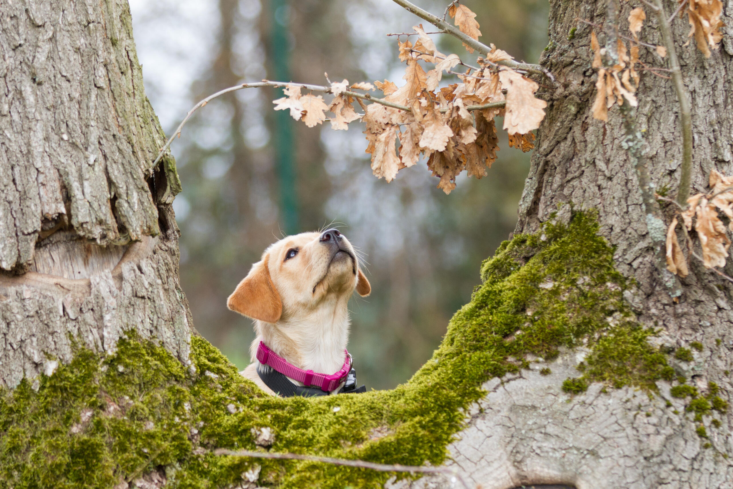 Labrador Welpe ziwschen Bäumen sitzend