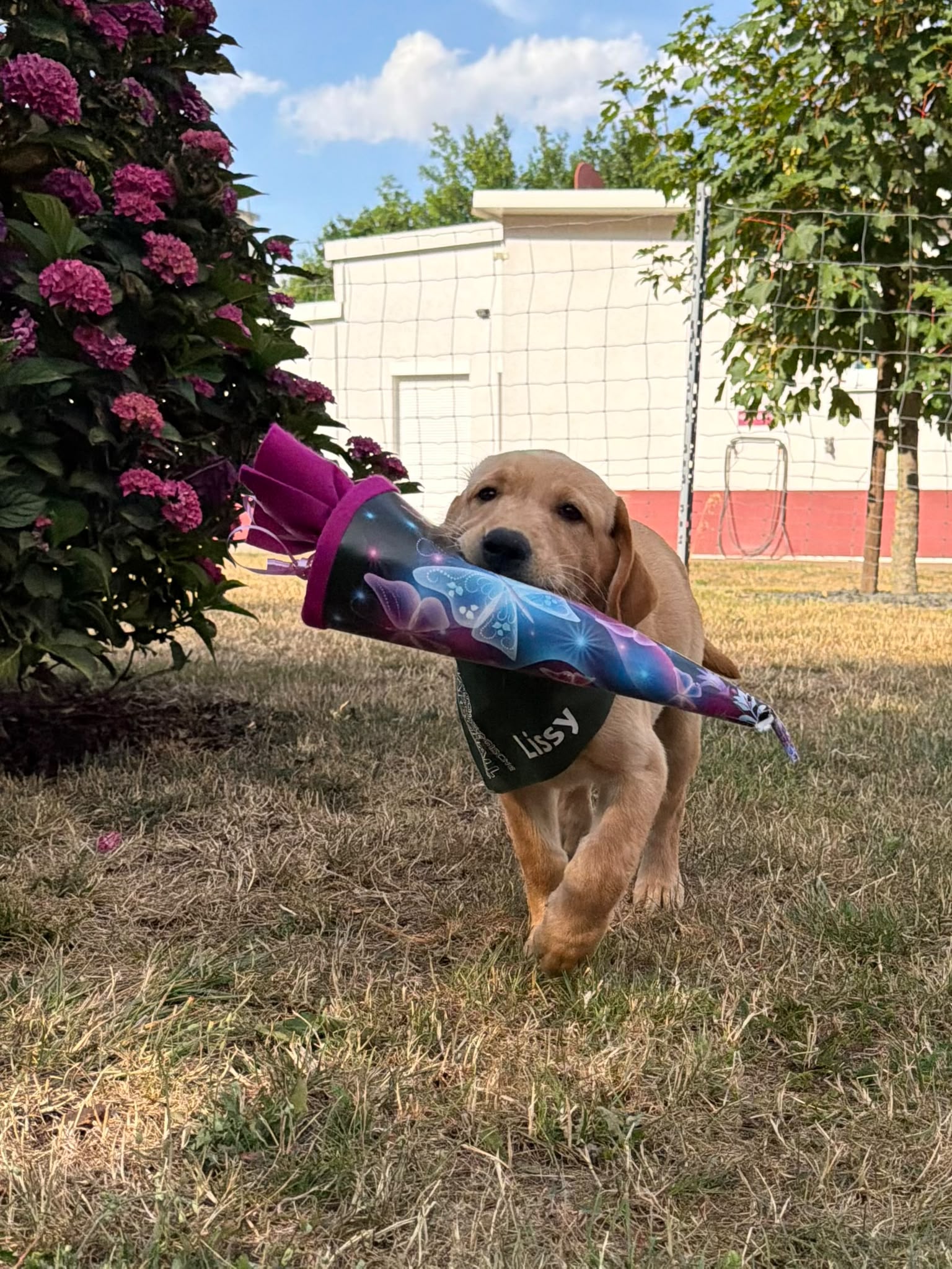 Labradorwelpe mit Schultüte