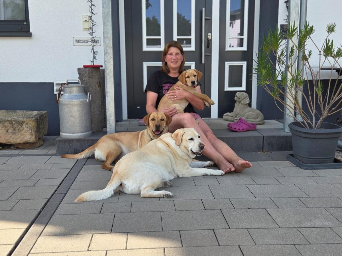 Die drei Labradore Romy, Viva und Lissy